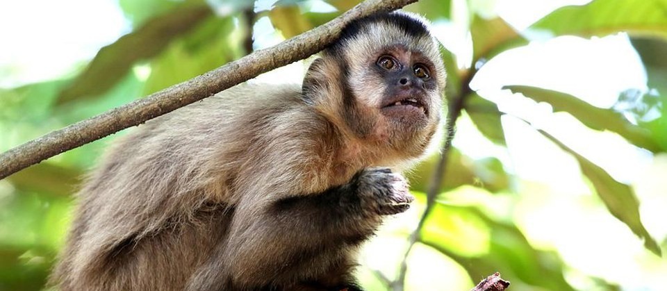 Macacos mortos em Maringá não estavam com febre amarela
