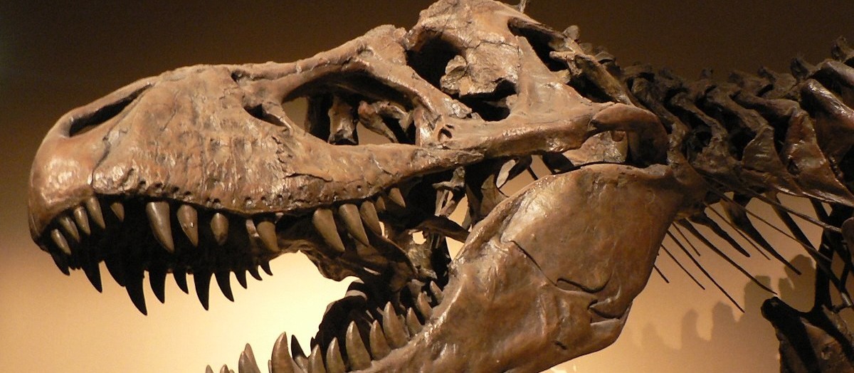 Nova espécie de dinossauro é descoberta em sítio paleontológico