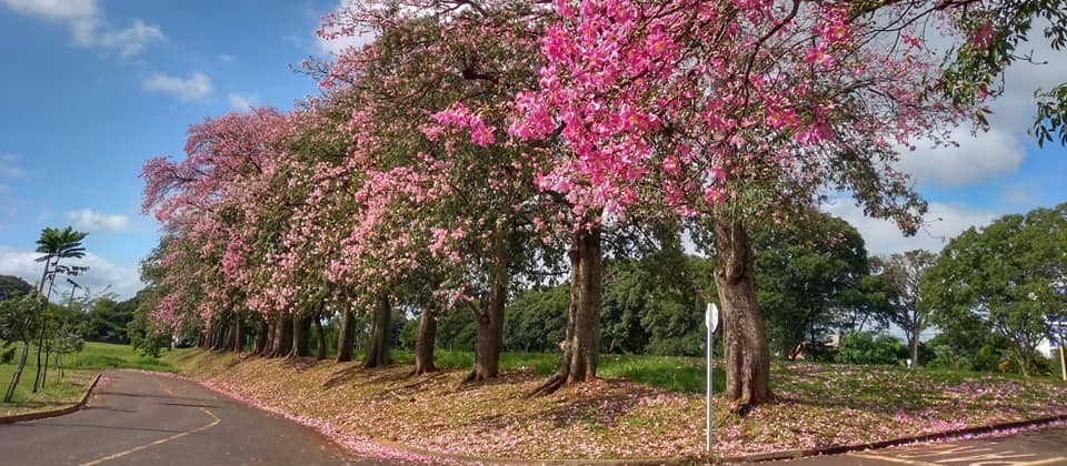 Previsão é de sol entre nuvens e máxima de 29°C em Maringá, diz Simepar