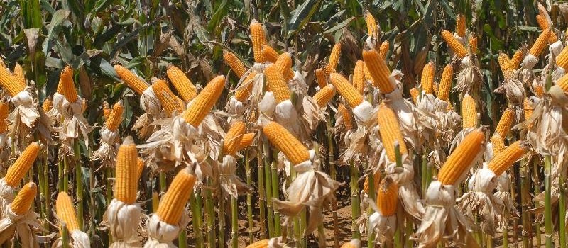 Preço do milho teve elevação de quase 15% entre abril e maio 