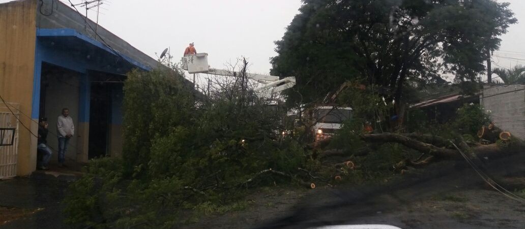 Chuva neste feriado provoca queda de quatro árvores e três postes em Maringá