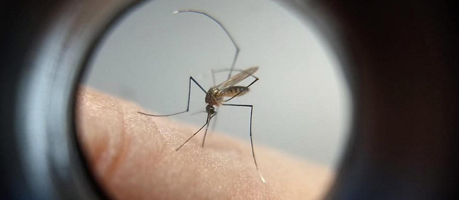 Saúde confirma quarta morte por dengue este ano em Maringá