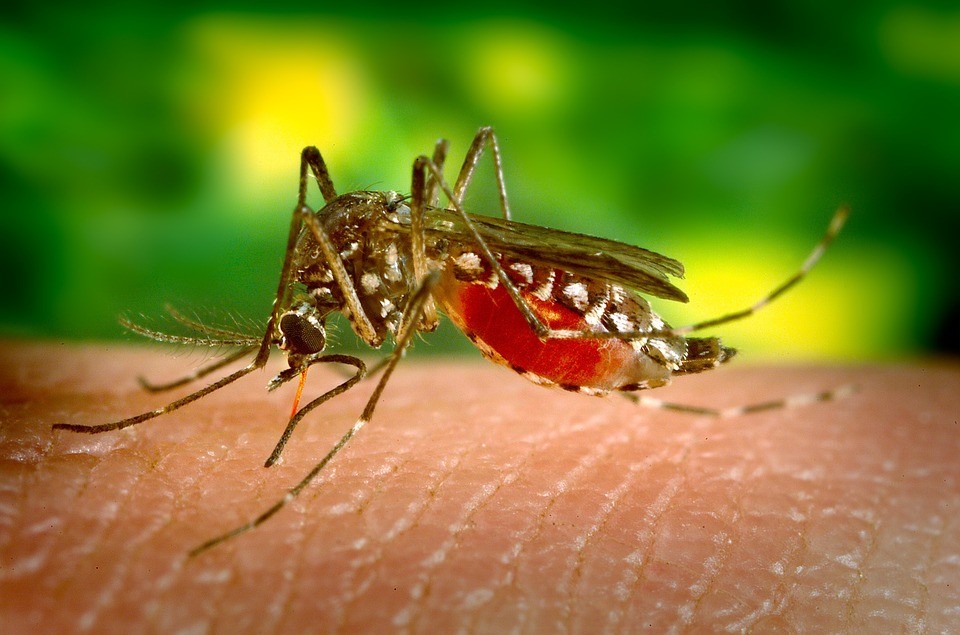 Maringá é a cidade com mais casos confirmados de dengue no estado