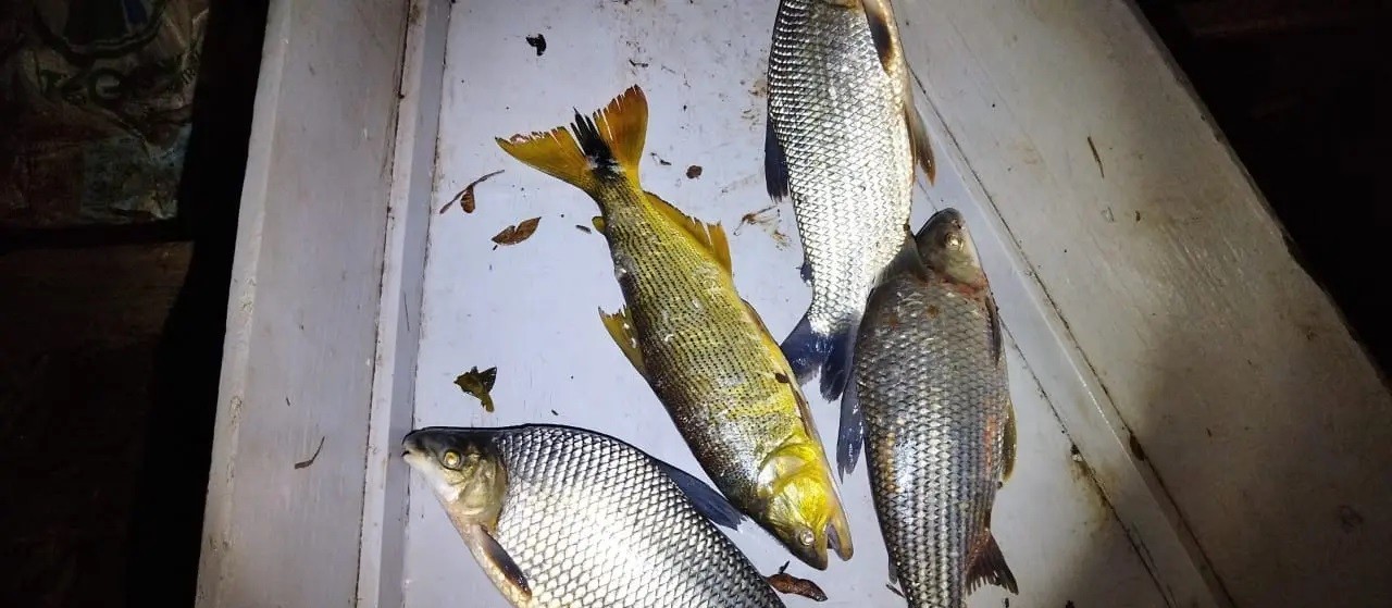 Pescadores flagrados no Rio Ivaí são multados por pesca ilegal, diz Polícia Ambiental
