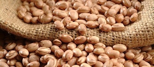 Perda na produção de feijão aumenta preços do grão