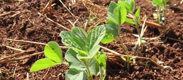 Aumento da tolerância ao estresse hídrico em plantas 