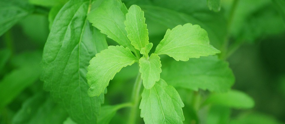 Você consome adoçante de stevia?