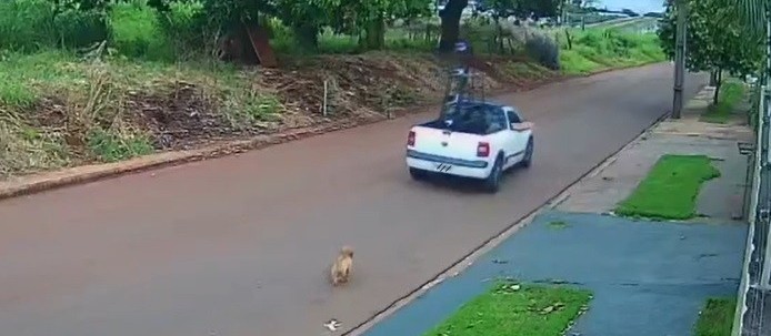 Polícia prende em flagrante suspeito que abandonou um cachorro em Maringá