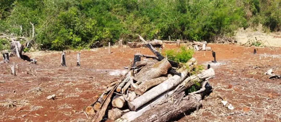 Suspeito de desmatamento ilegal é preso após tentar atirar contra policiais, em Peabiru