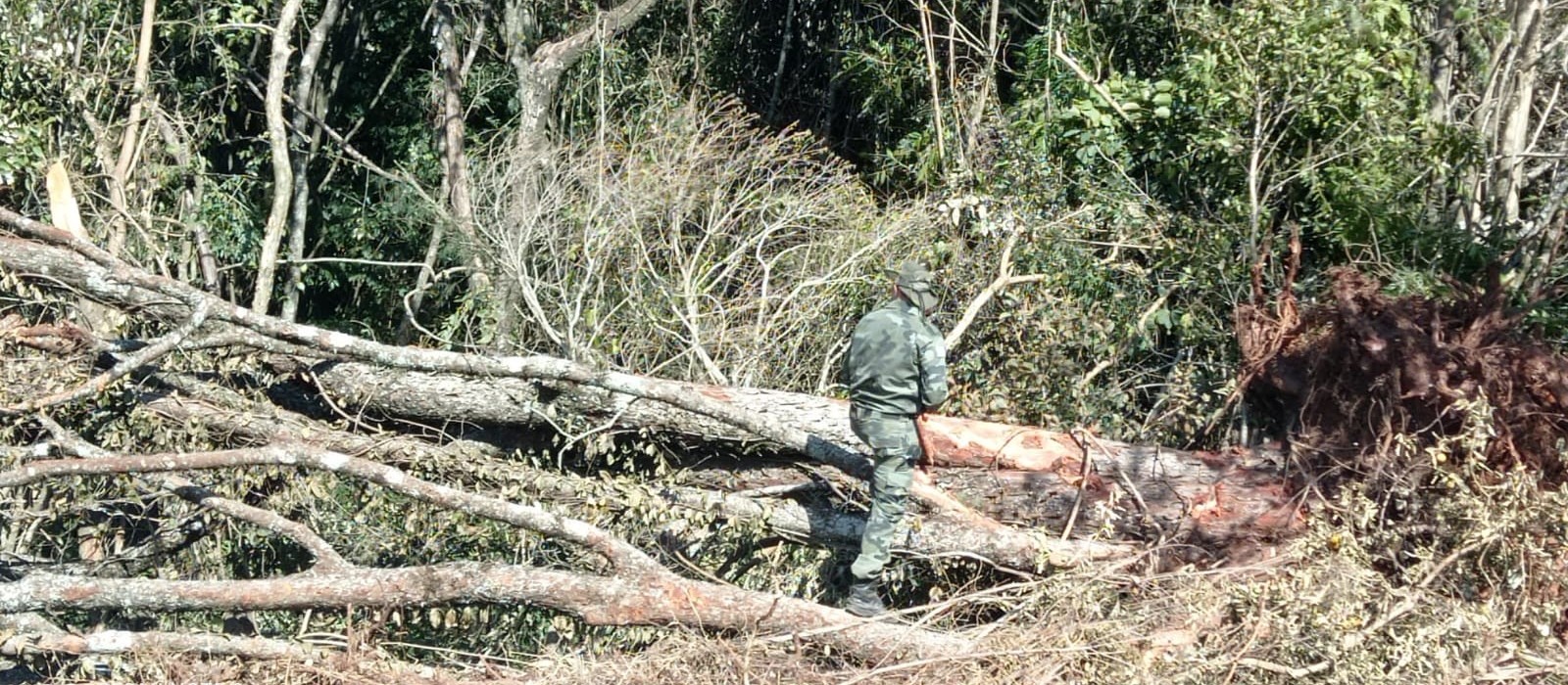 Operador de máquina posta vídeo em rede social e Polícia Ambiental descobre desmatamento