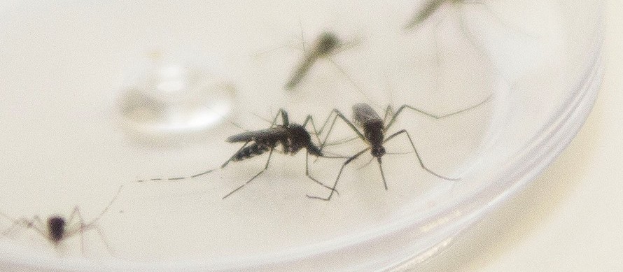 Colorado é a cidade com mais casos de dengue na 15ª Regional de Saúde