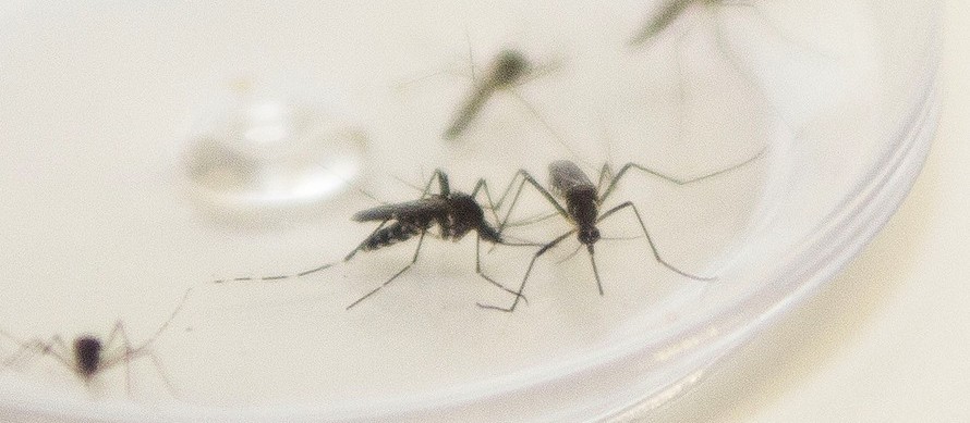 Colorado é a cidade com mais casos de dengue na 15ª Regional de Saúde