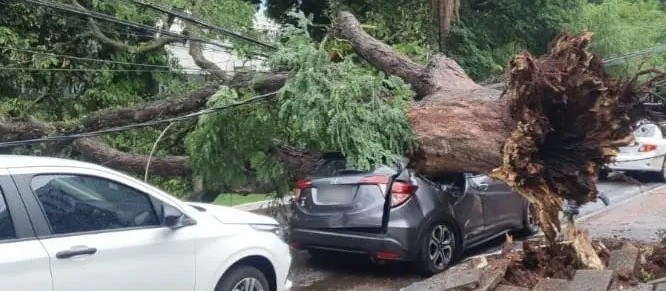 Árvore cai inteira sobre carro e bloqueia avenida na região central de Maringá