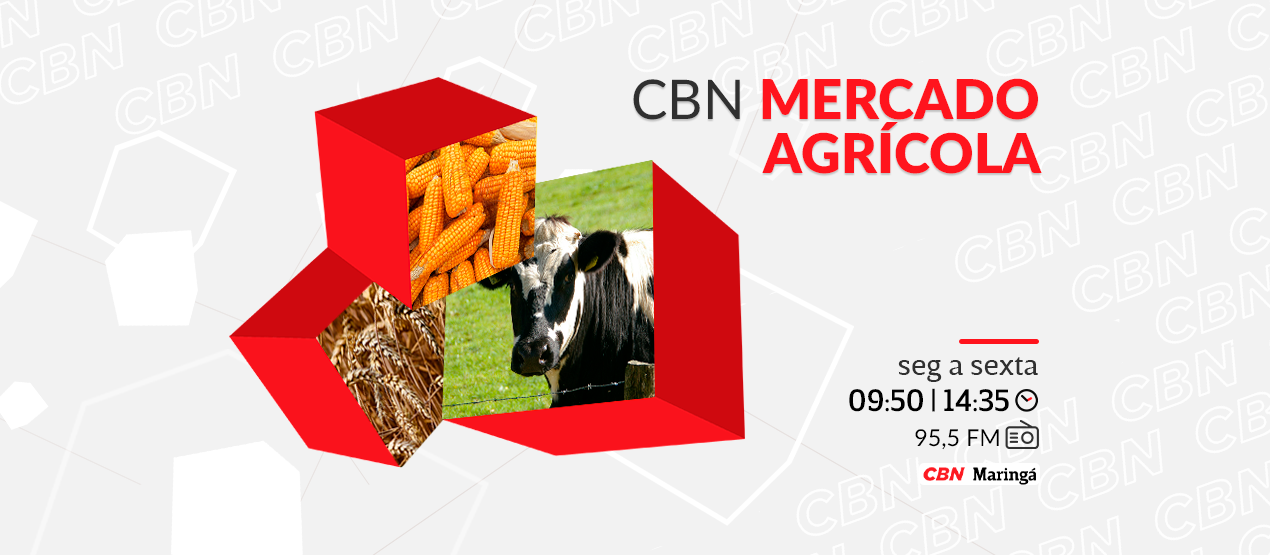 Arroba da vaca em pé está cotada a R$ 295,00