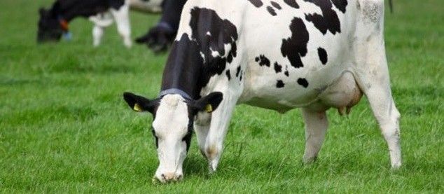 Vaca gorda custa R$ 136 a arroba em Maringá