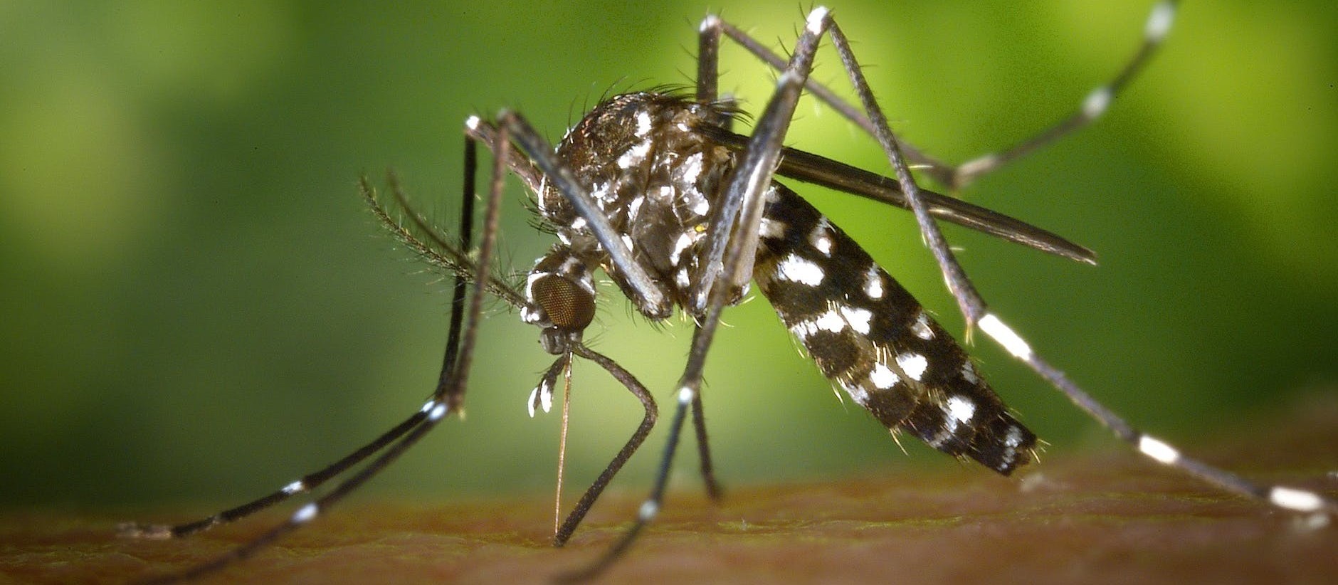 Por causa da dengue, Sarandi declara situação de emergência 