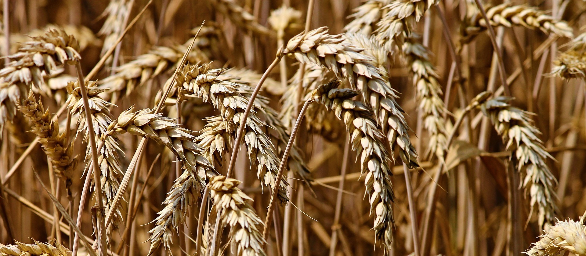 Trigo custa R$ 61 a saca em Maringá