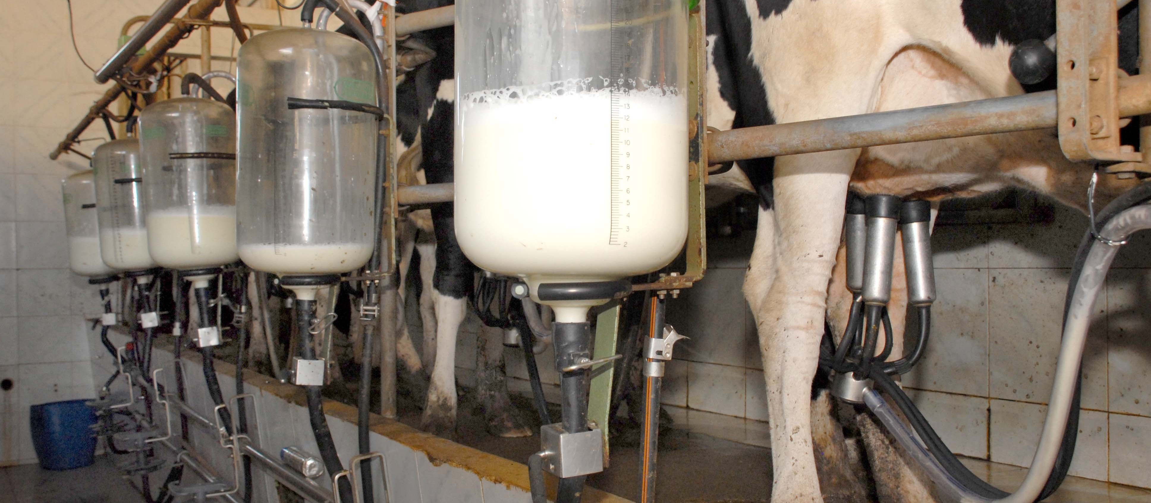Volume de leite captado em 2017 teve aumento de 4,1%
