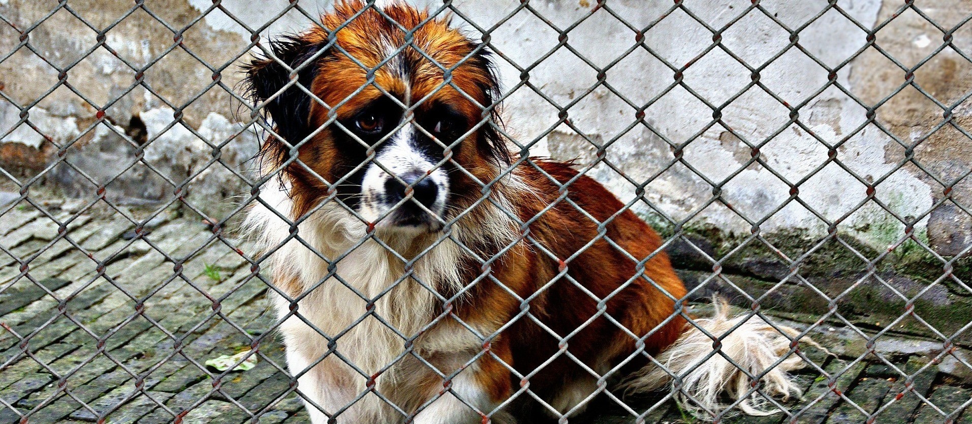 Valor da multa por maus tratos a animais vai dobrar em Maringá