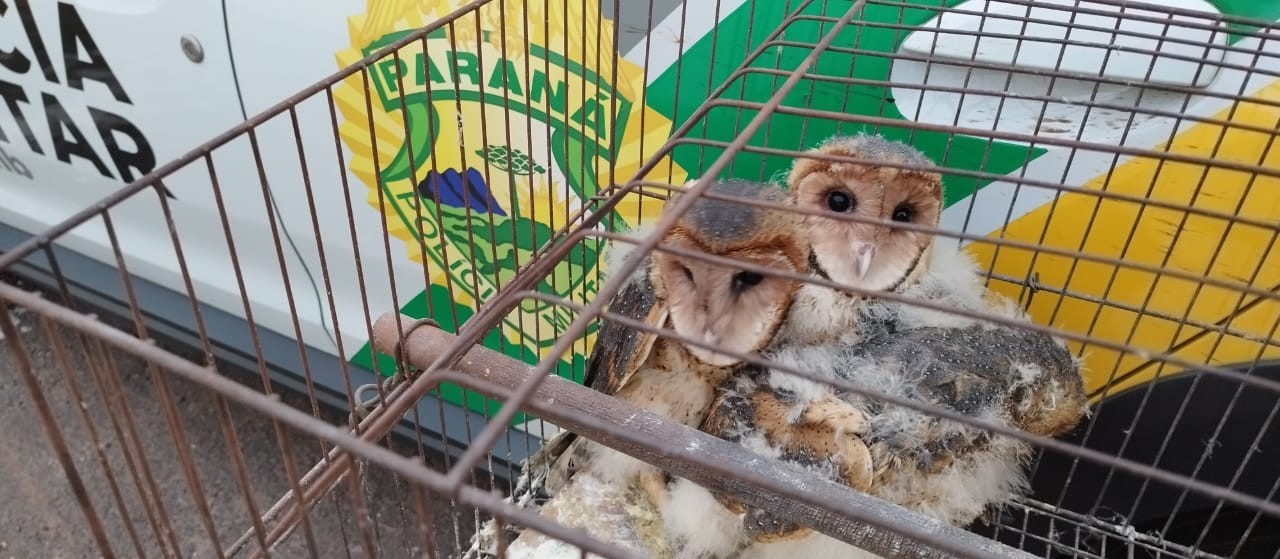Polícia Ambiental resgata três corujas-das-torres em Cruzeiro do Oeste