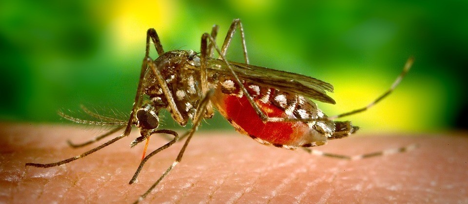 Maringá permanece com 153 casos de dengue confirmados