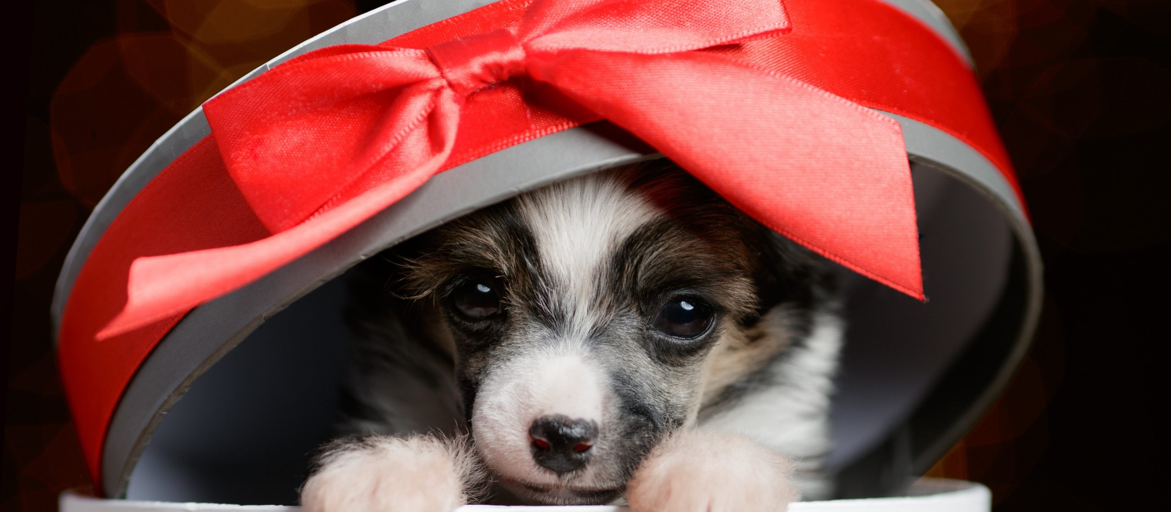 Filhotes como presente de Natal?