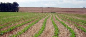 Maringá tem as terras mais valorizadas do Paraná