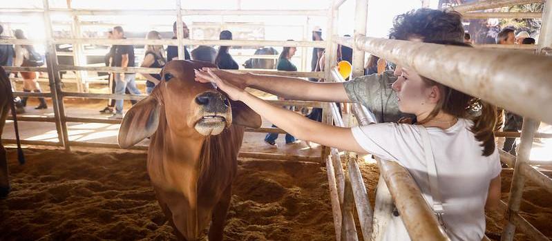 Maringá é referência na pecuária e atrai compradores de todo o país