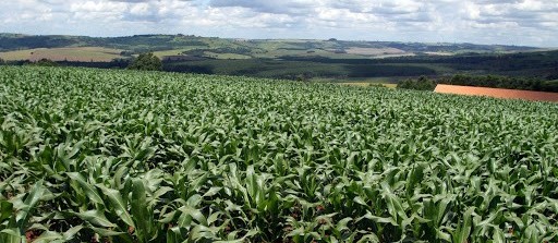 Estiagem prejudica lavouras de milho no PR e produtores ficam divididos