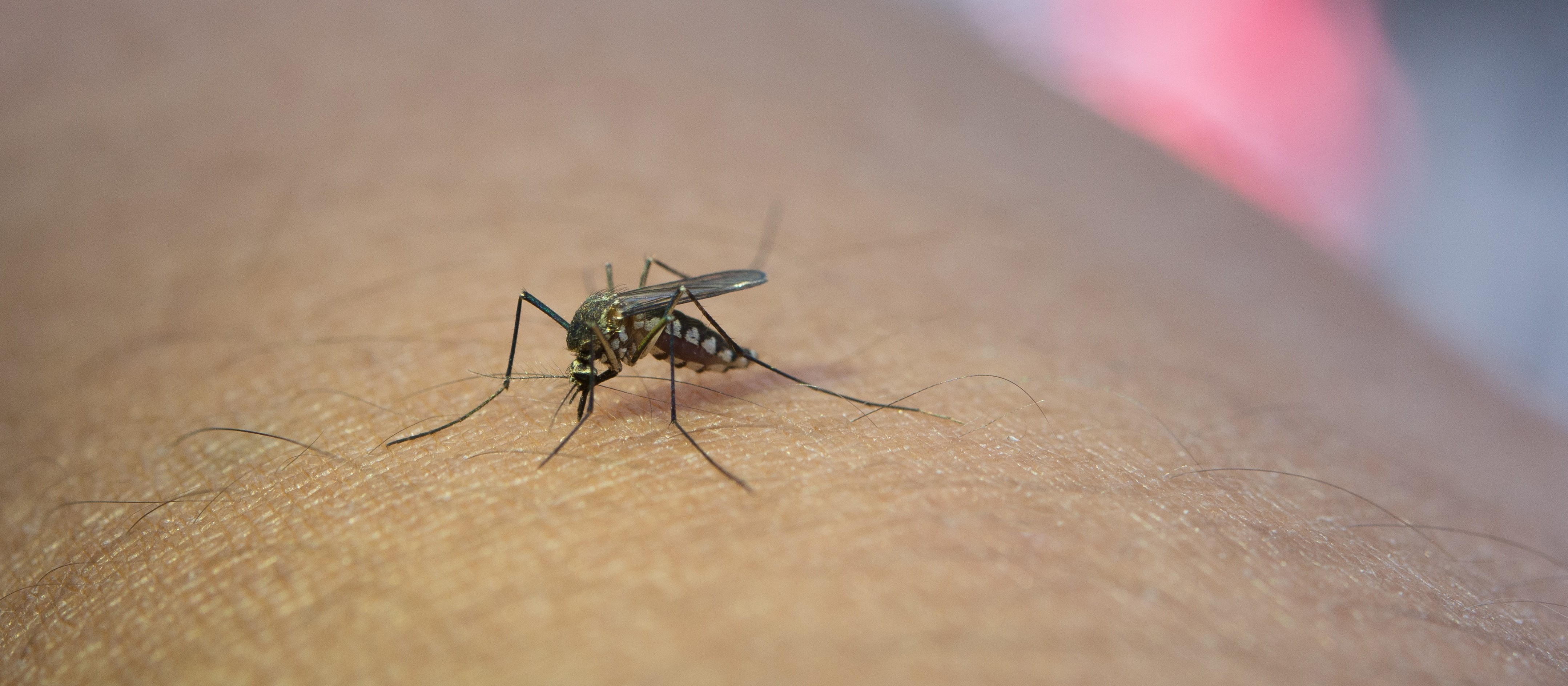 Entenda o que é o diagrama de controle para monitoramento da dengue