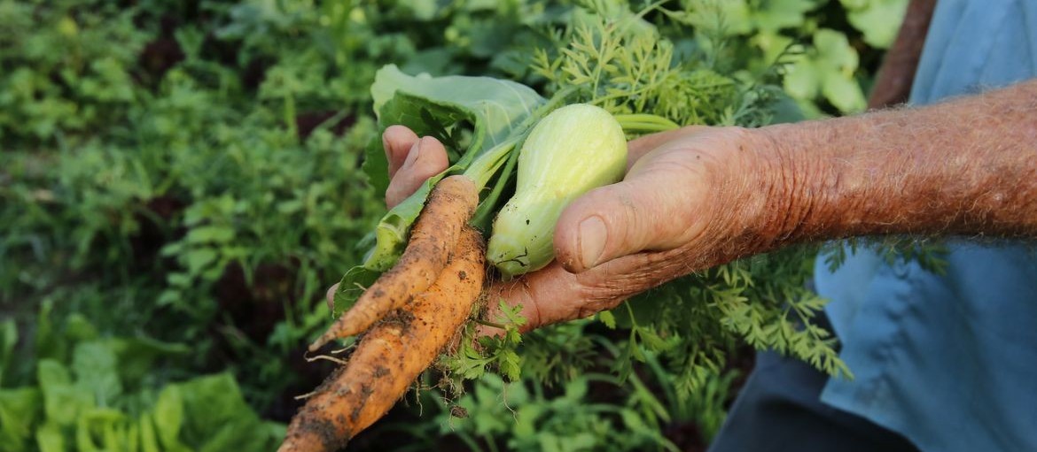 Plano agrícola e pecuário 2021/2022 gera expectativa entre os produtores