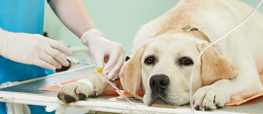 Saiba quais são os procedimentos de transfusão de sangue em pets