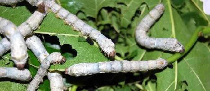 Sericicultores afetados pela deriva de agrotóxico serão mapeados