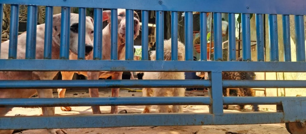 Idosa é atacada por pitbull e fica em estado grave