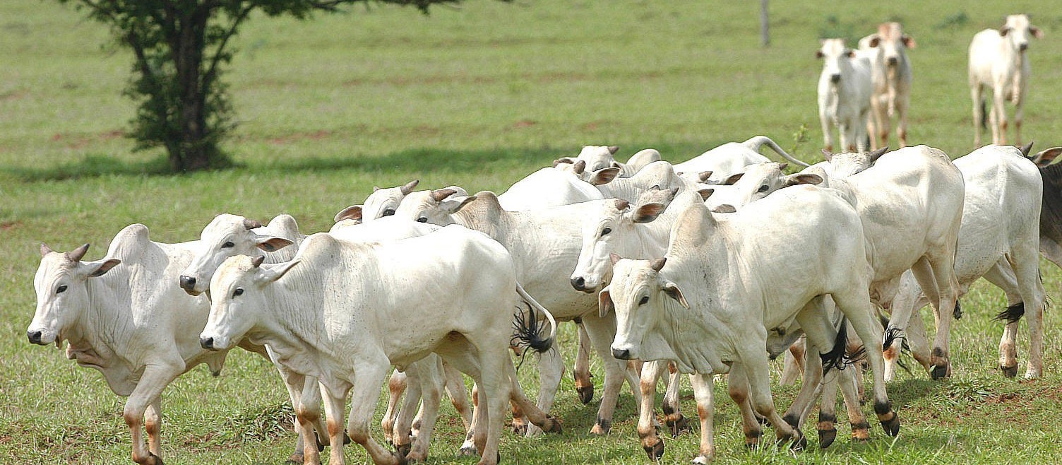 Adapar define procedimentos de fiscalização para o trânsito de animais no Paraná
