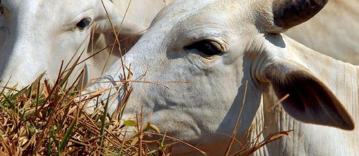 Você sabe o que é reciclagem animal?