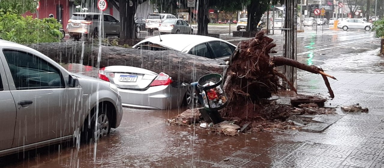 Ao menos duas árvores já caíram em Maringá por conta da chuva
