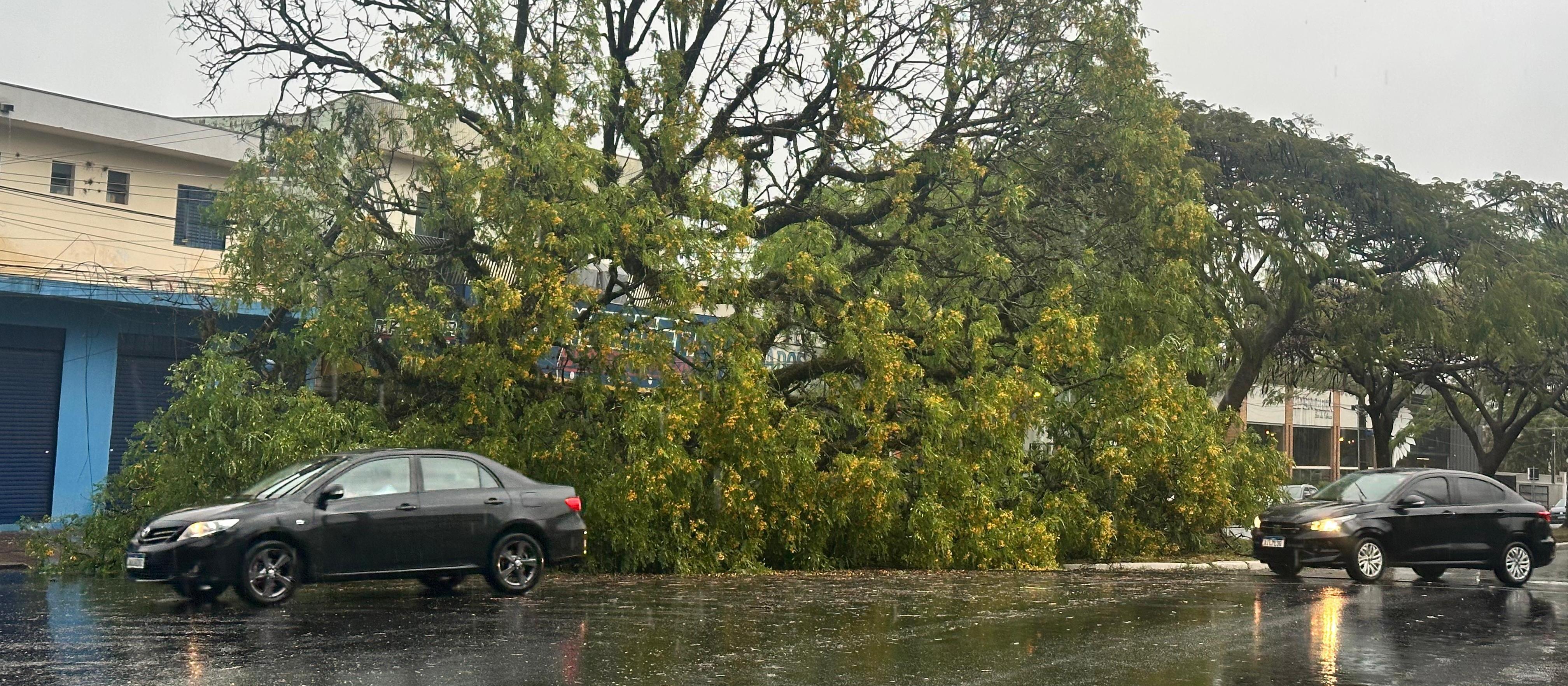 Temporal: 12 quedas de árvores, dois carros atingidos e duas pessoas com escoriações