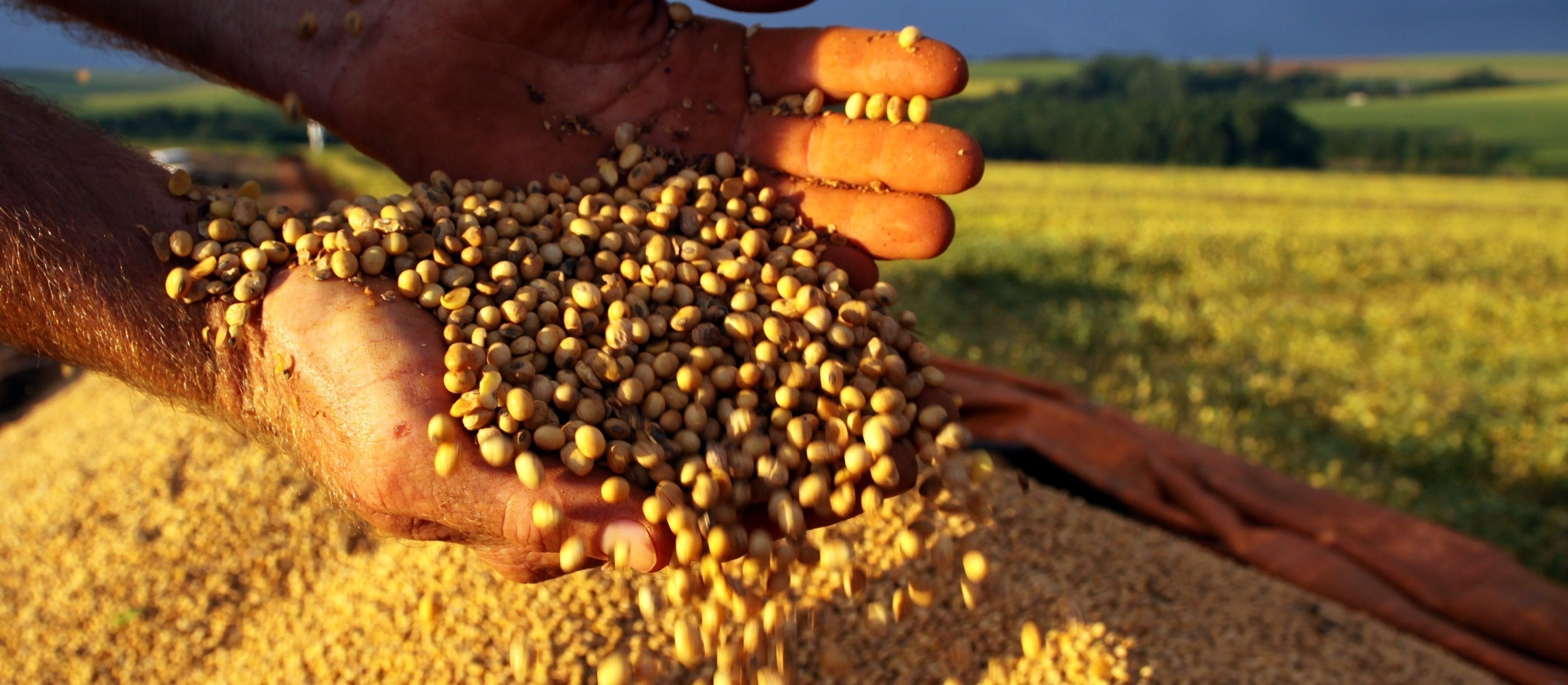 Soja custa R$ 89 a saca em Paranaguá 