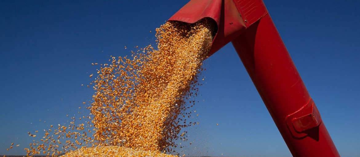 Governo zera impostos incidentes na importação de milho