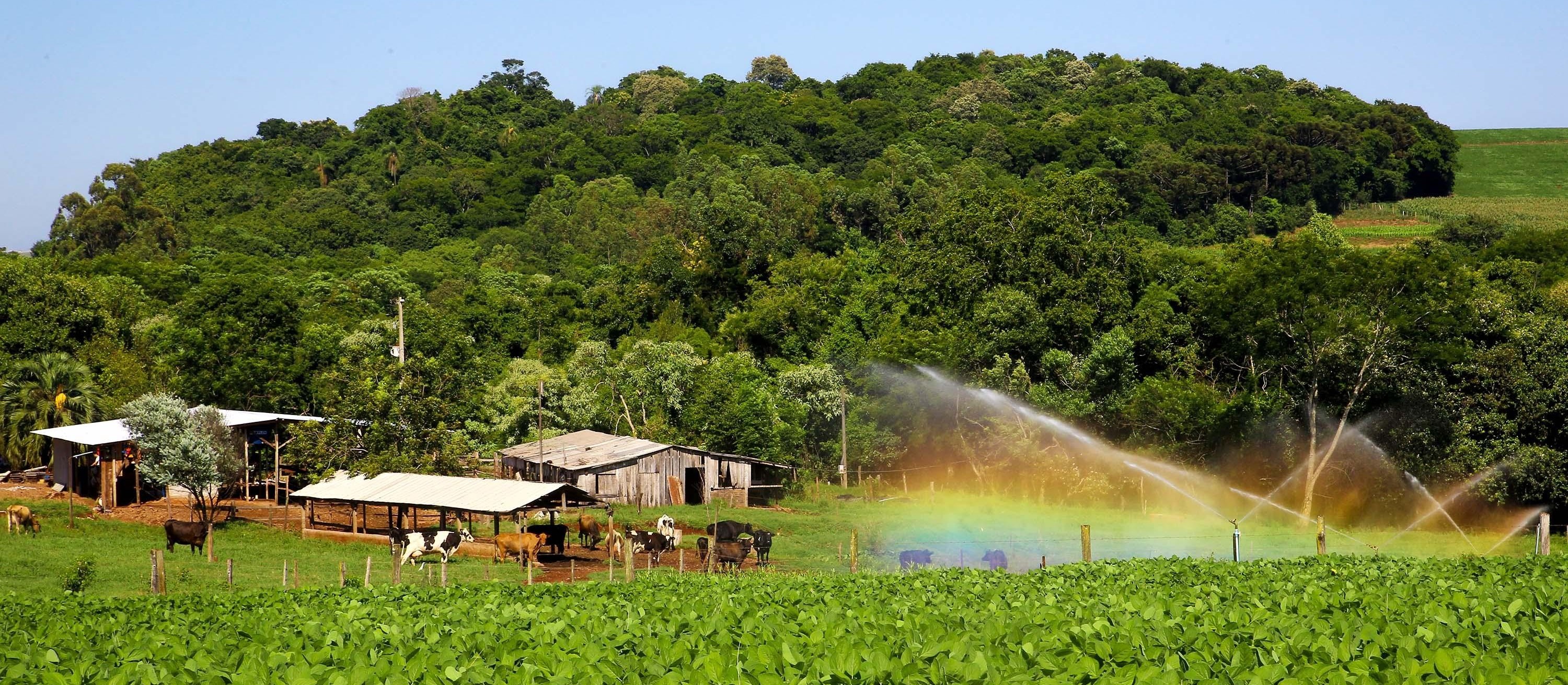 Agricultores paranaenses preservam a natureza além do que exige a lei