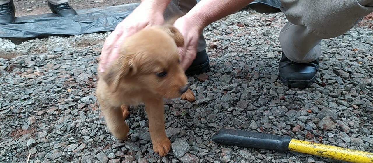 Veja o vídeo: bombeiros resgatam filhote de cão preso em portão de garagem 