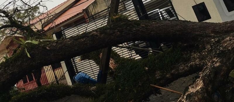 Chuva derruba ao menos 37 árvores em Maringá; 12 postes foram afetados