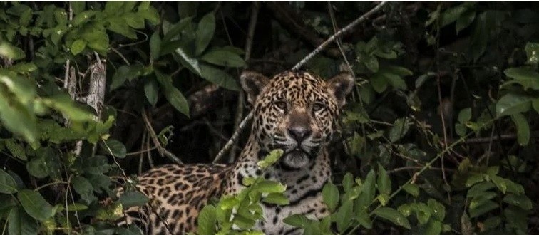 Saiba o que fazer se você encontrar uma onça no quintal de casa