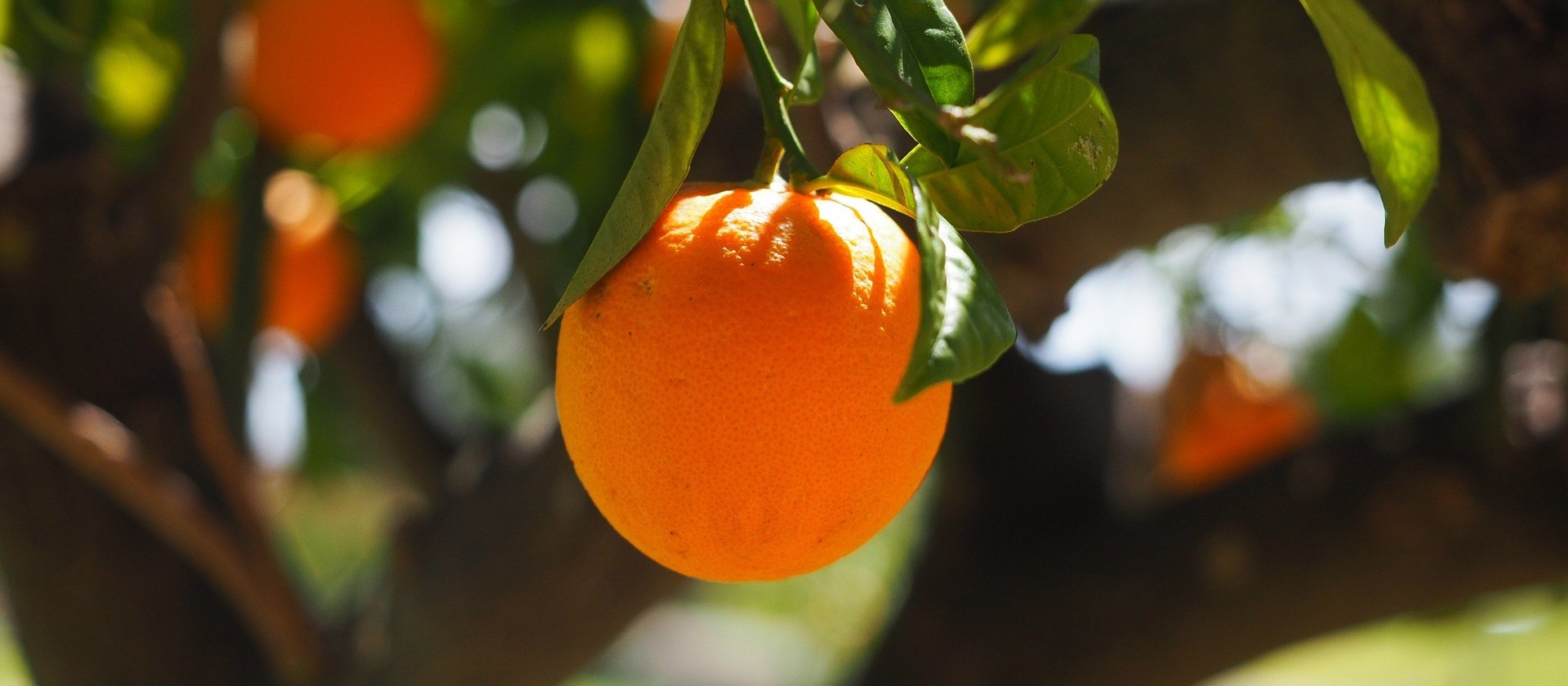 Exportações de suco de laranja seguem em alta