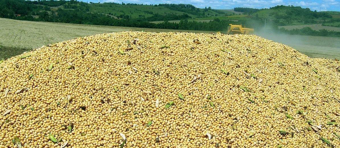 Soja custa R$ 75 a saca em Campo Mourão