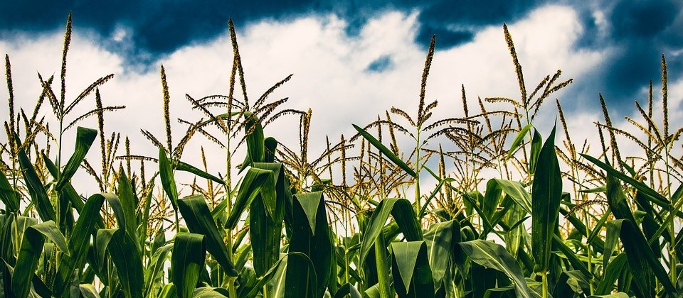 Mercado Agrícola: Resumo da semana