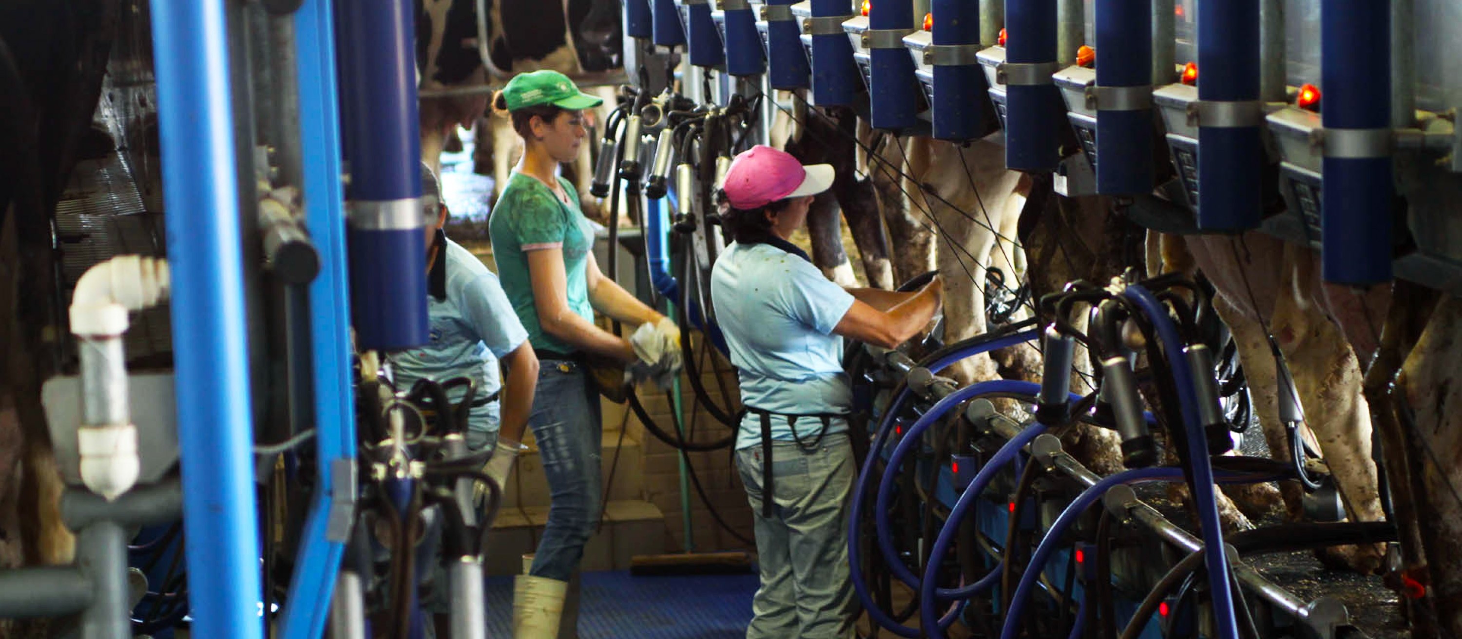 Após dois meses de alta, custos de produção do leite apresentam baixa