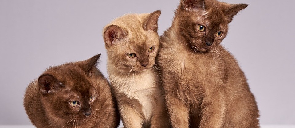 Gatos são realmente independentes? 