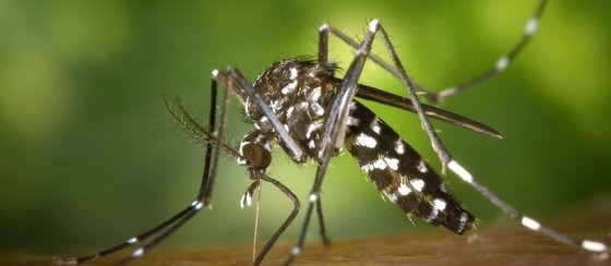 Criança de 7 anos morre com suspeita de dengue hemorrágica